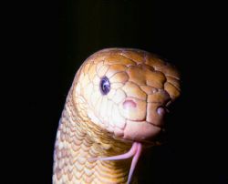 Olive Sea Snake; Loloata Island, PNG; Housed Nikon F, 24m... by Rick Tegeler 